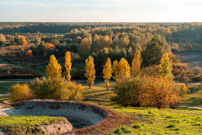 Trees in forest against sky during autumn