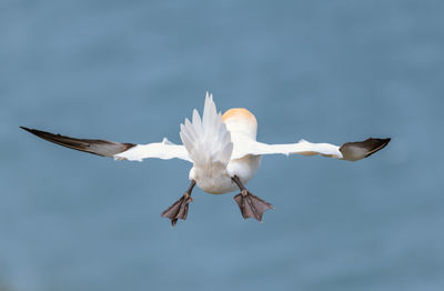 Low angle view of seagull flying