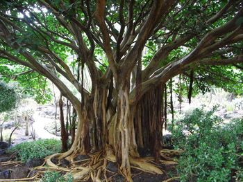 Trees in forest