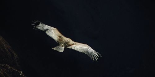 Close-up of bird flying against black background