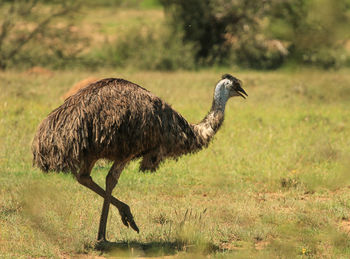 Emu walking in an enclosure 