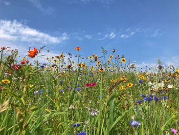 Close-up of flowering plants on field against sky