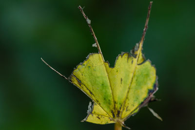 Close-up of insect on leaf