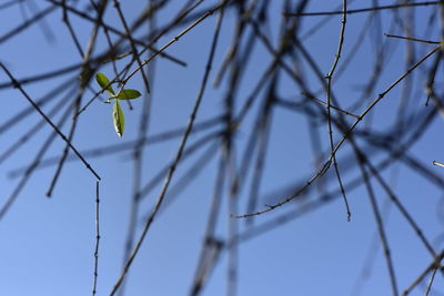 Low angle view of a bird on branch against sky