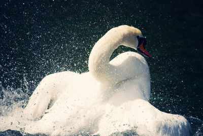 View of swan swimming in water