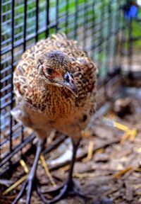 Close-up of a pheasant