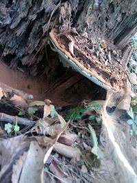 High angle view of tree trunk