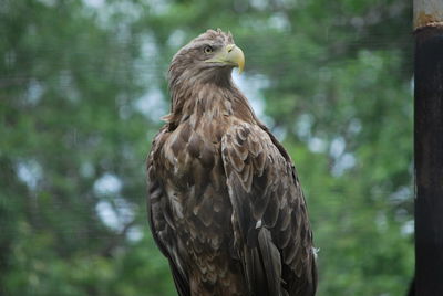 Bird perching on a tree