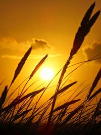 Close-up of plants at sunset