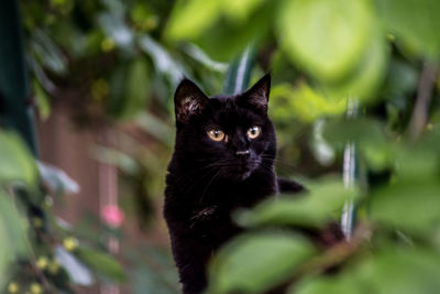 Close-up portrait of cat