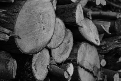 Close-up of logs in forest