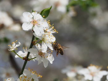 Close-up of bee on white flower