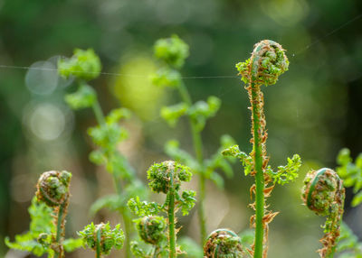 Close-up of flowering plant