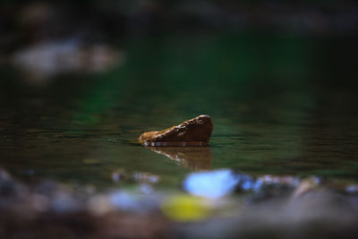 Close-up of turtle in water