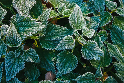 Full frame shot of fresh green plants