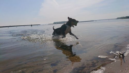 Dog running in water at beach