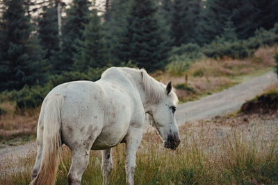 Horse standing in a field during autumn sunset