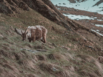 Lion standing in a field