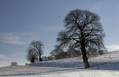 Bare trees on snowy field against sky during winter