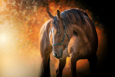 Horse standing outdoors