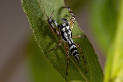 Close-up of insect on plant