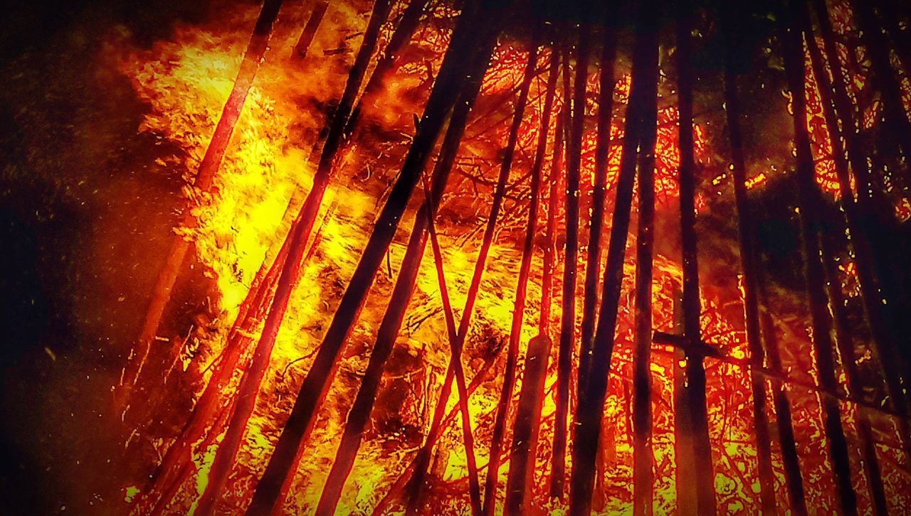 FULL FRAME SHOT OF TREES WITH FIRE