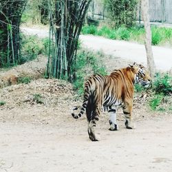 Tiger in zoo