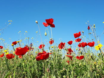 Red poppy flowers growing on field against sky