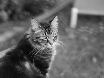 Close-up portrait of a cat