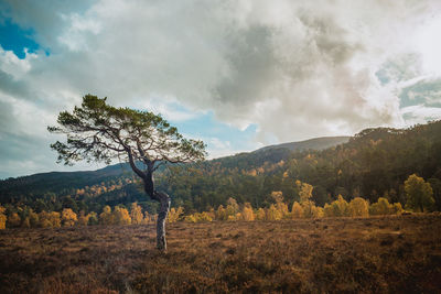 View of trees on landscape against sky