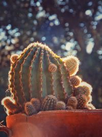 Close-up of cactus