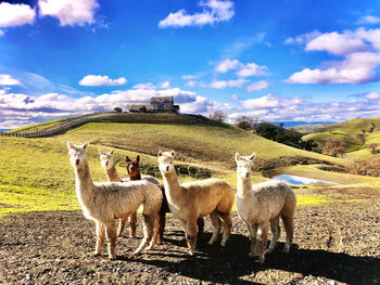 View of sheep standing on field against sky