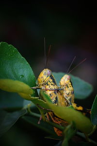 Close-up of insect on plant