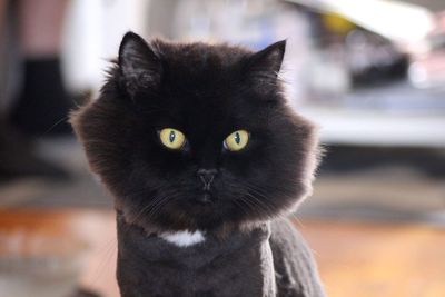 Close-up portrait of black cat