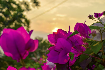 Close-up of pink flowers blooming against sky