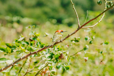 Chestnut-headed