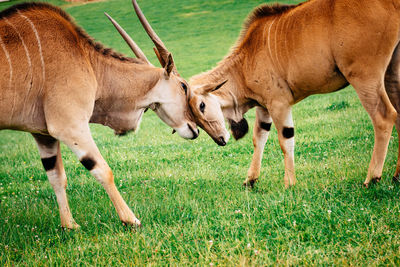 Oryxes fighting on green land