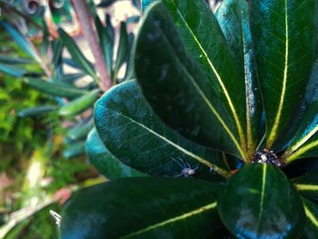 Close-up of wet plant