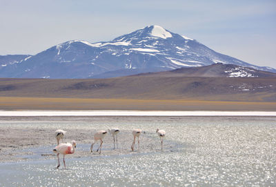 View of flamingos on snowcapped mountain against sky