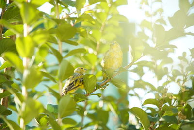 Close-up of bird perching on a plant