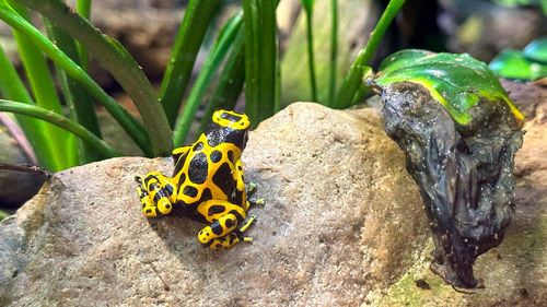 Close-up of frog on plant