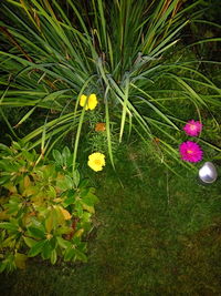 High angle view of frangipani flowers blooming outdoors