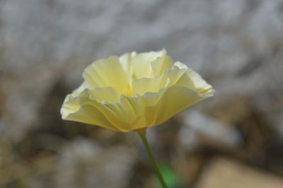 Close-up of yellow flower