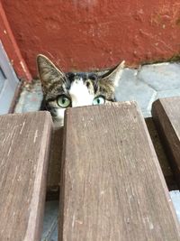 Portrait of cat on wood