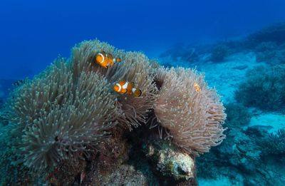 View of coral in sea