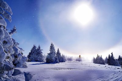 Trees on snow covered landscape against sky