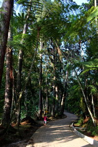 Narrow pathway along trees