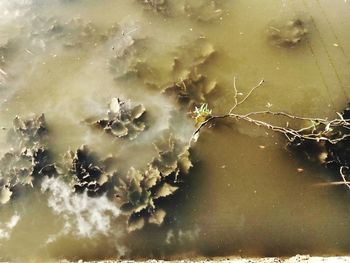 Full frame shot of plants in sea