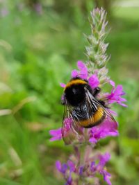 Close-up of bee pollinating on purple flower