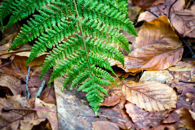 Close-up of maple leaves